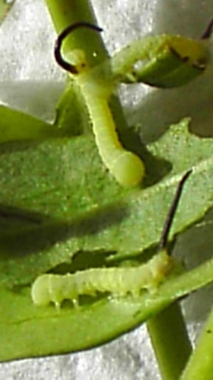 Sphinx ligustri L1