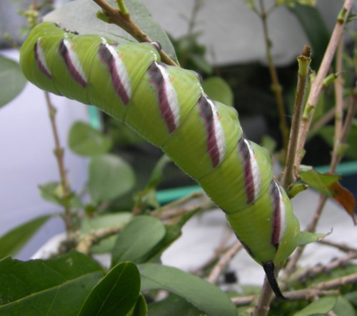 Sphinx ligustri L5