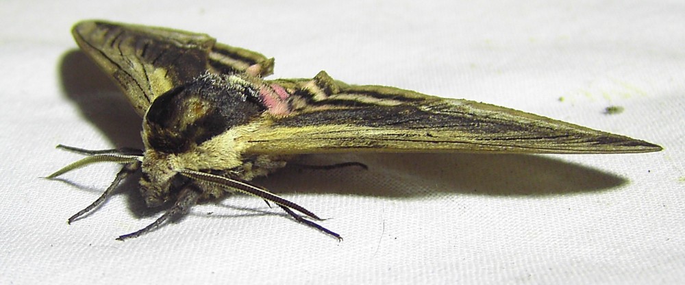 Sphinx ligustri