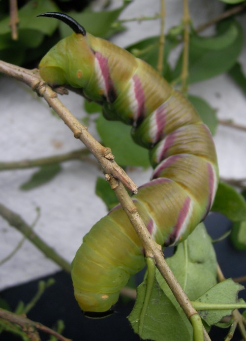 Sphinx ligustri L5
