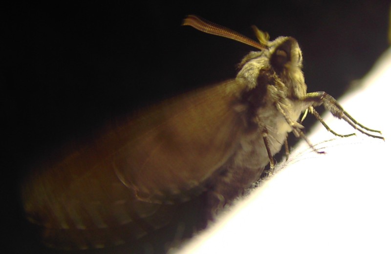 Sphinx pinastri startbereit