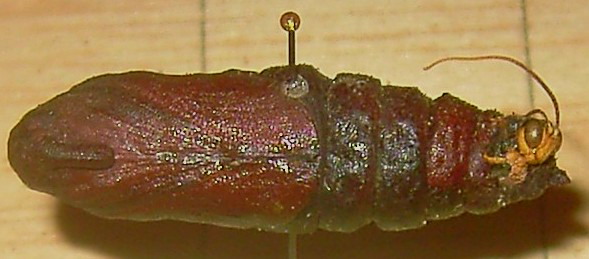 Sphinx pinastri (Puppe mit schlüpfender Schlupfwespe)