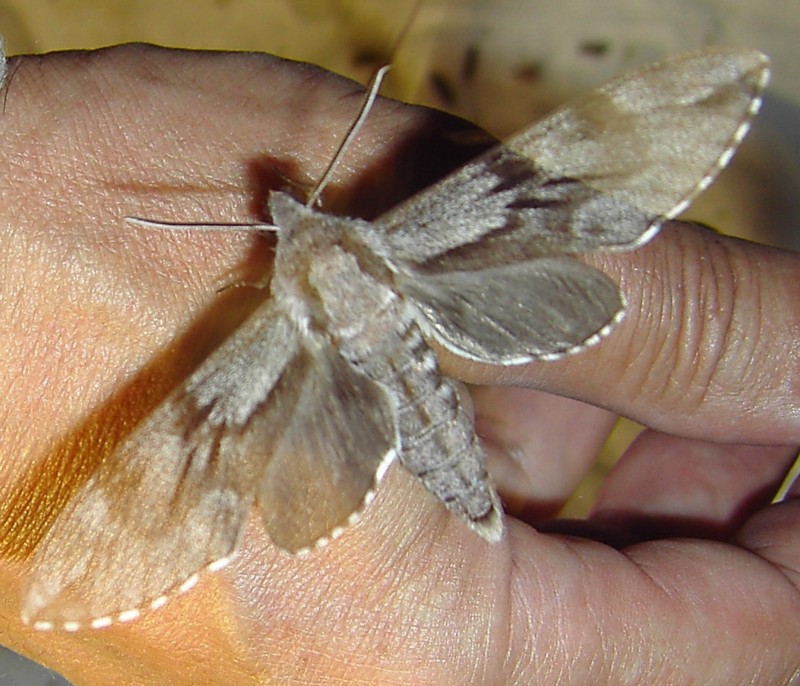 Sphinx pinastri