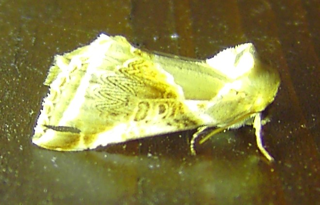 Habrosyne pyritoides