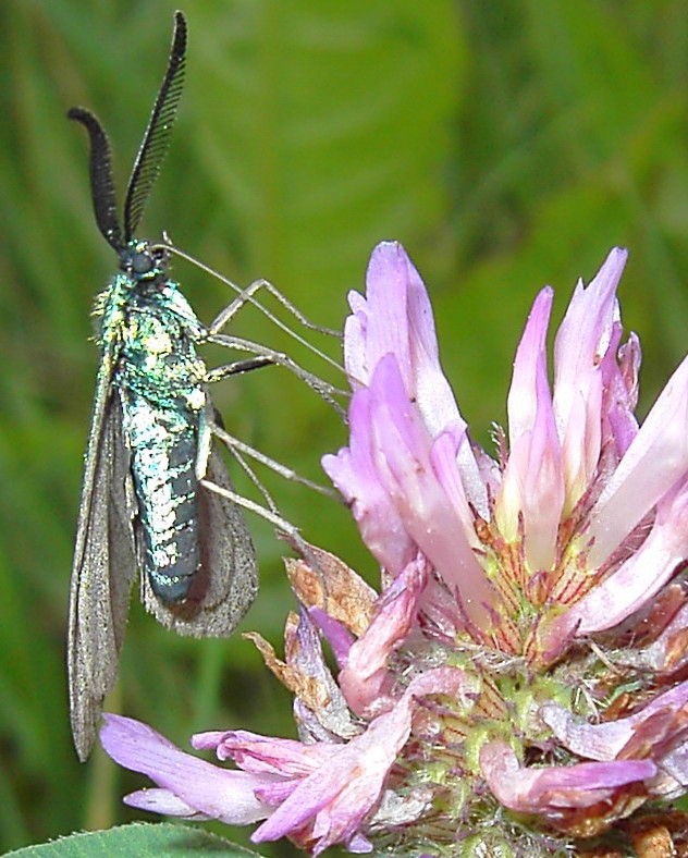 Adscita statices - Männchen