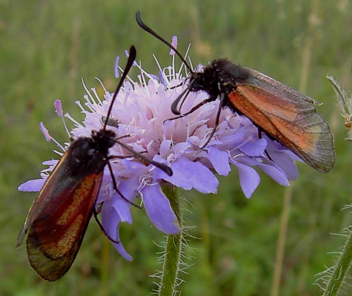 Zygaena purpuralis