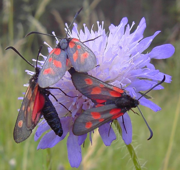Zygaena filipendulae