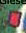 Gieselwerder