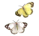 Colias hyale
